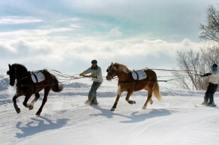  Aventura de skijoring en todo el mundo